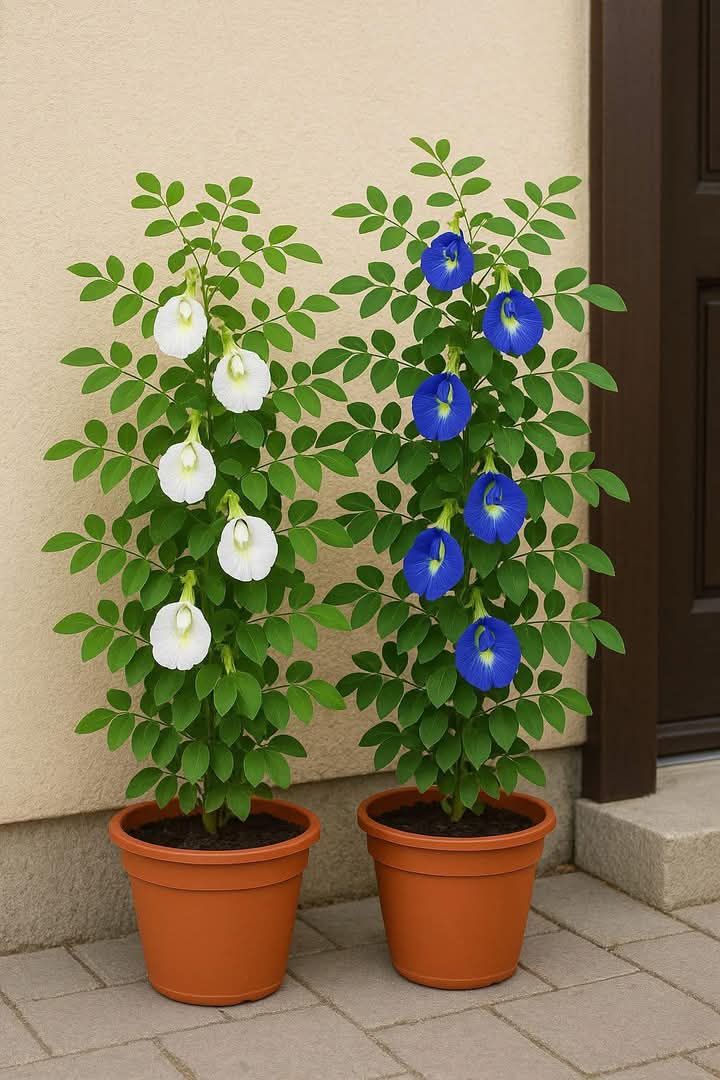 Shankapushpi Plant (Convolvulus pluricaulis Chois)